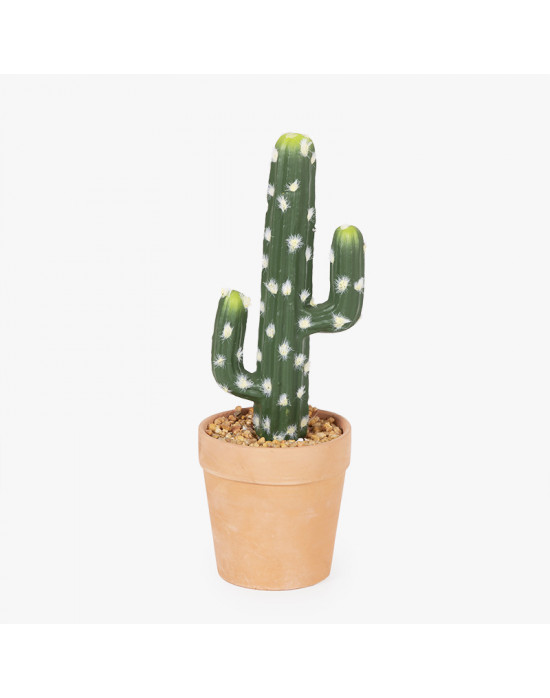 Cactus  Tiendas MGI