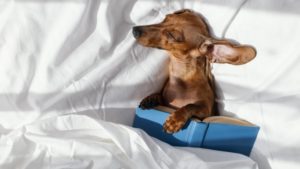 camas-originales-perros