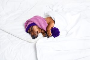 las-mejores-camas-originales-para-perros